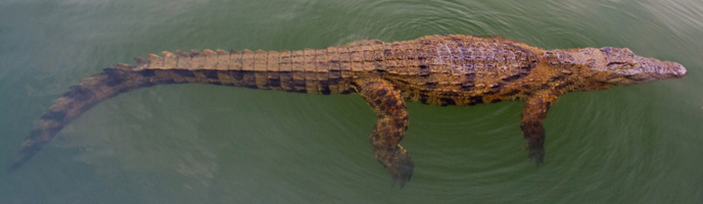 Crocodile floating in water